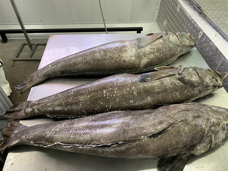 Proceso de pesca Blanca